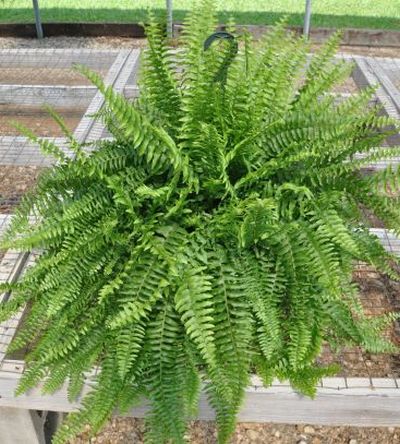 Boston Fern